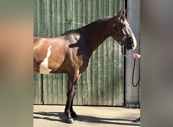 Oldenburger, Ruin, 5 Jaar, 167 cm, Bruin