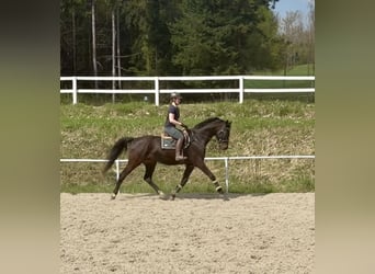 Oldenburger, Ruin, 5 Jaar, 167 cm, Donkerbruin