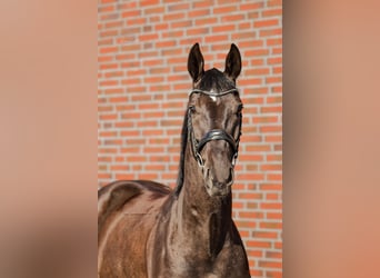 Oldenburger Mix, Ruin, 5 Jaar, 167 cm, Zwart