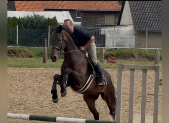 Oldenburger, Ruin, 5 Jaar, 168 cm, Bruin
