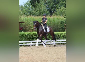 Oldenburger, Ruin, 5 Jaar, 168 cm, Donkerbruin