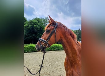 Oldenburger, Ruin, 5 Jaar, 168 cm, Donkere-vos