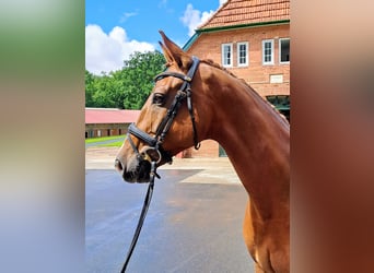 Oldenburger, Ruin, 5 Jaar, 168 cm, Donkere-vos