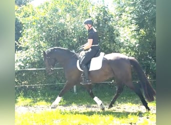 Oldenburger, Ruin, 5 Jaar, 168 cm, Zwartbruin