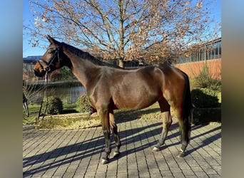 Oldenburger, Ruin, 5 Jaar, 169 cm, Bruin