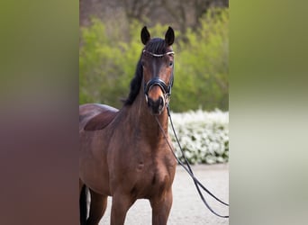 Oldenburger, Ruin, 5 Jaar, 169 cm, Bruin