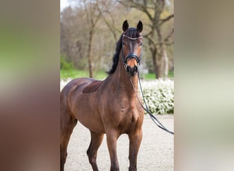 Oldenburger, Ruin, 5 Jaar, 169 cm, Bruin