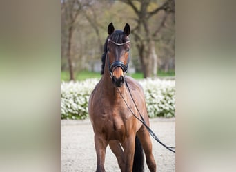 Oldenburger, Ruin, 5 Jaar, 169 cm, Bruin