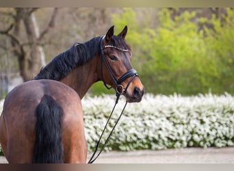 Oldenburger, Ruin, 5 Jaar, 169 cm, Bruin