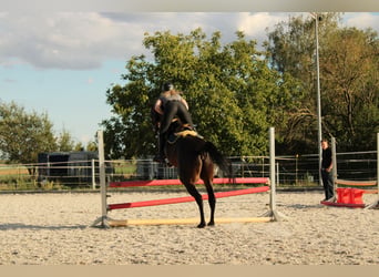 Oldenburger, Ruin, 5 Jaar, 169 cm, Donkerbruin