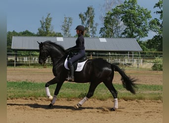Oldenburger, Ruin, 5 Jaar, 169 cm, Zwart