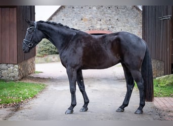 Oldenburger, Ruin, 5 Jaar, 169 cm, Zwart