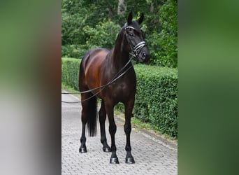 Oldenburger, Ruin, 5 Jaar, 169 cm, Zwart