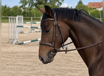 Oldenburger, Ruin, 5 Jaar, 170 cm, Bruin