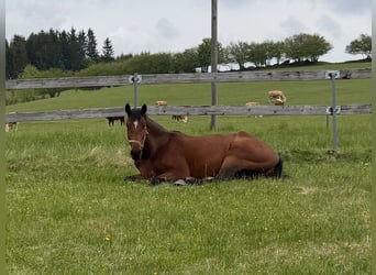 Oldenburger, Ruin, 5 Jaar, 170 cm, Bruin