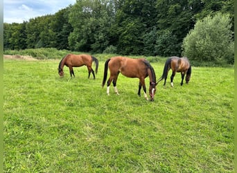 Oldenburger, Ruin, 5 Jaar, 170 cm, Bruin