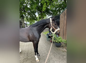 Oldenburger, Ruin, 5 Jaar, 170 cm, Donkerbruin