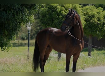 Oldenburger, Ruin, 5 Jaar, 170 cm, Donkerbruin