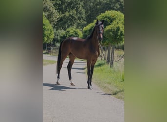 Oldenburger, Ruin, 5 Jaar, 170 cm, Donkerbruin