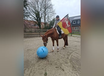 Oldenburger, Ruin, 5 Jaar, 170 cm, Vos