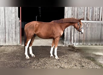 Oldenburger, Ruin, 5 Jaar, 170 cm, Vos