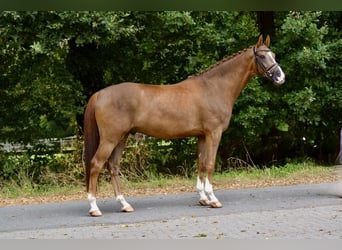 Oldenburger, Ruin, 5 Jaar, 170 cm, Vos