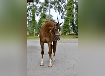 Oldenburger, Ruin, 5 Jaar, 170 cm, Vos