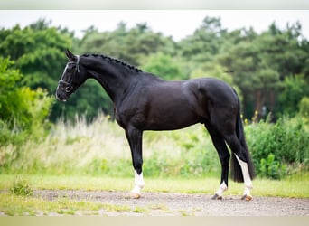 Oldenburger, Ruin, 5 Jaar, 170 cm, Zwart