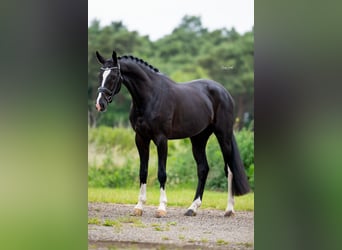 Oldenburger, Ruin, 5 Jaar, 170 cm, Zwart