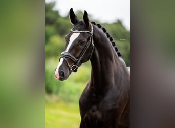 Oldenburger, Ruin, 5 Jaar, 170 cm, Zwart