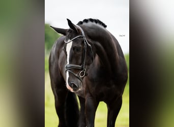 Oldenburger, Ruin, 5 Jaar, 170 cm, Zwart
