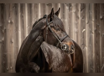 Oldenburger, Ruin, 5 Jaar, 170 cm, Zwartbruin