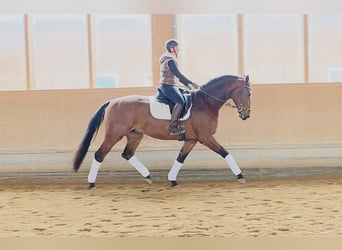 Oldenburger, Ruin, 5 Jaar, 172 cm, Bruin