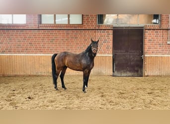Oldenburger, Ruin, 5 Jaar, 172 cm, Donkerbruin