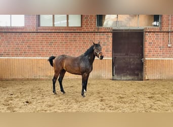 Oldenburger, Ruin, 5 Jaar, 172 cm, Donkerbruin
