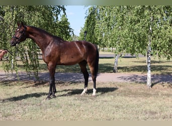 Oldenburger, Ruin, 5 Jaar, 172 cm, Donkerbruin