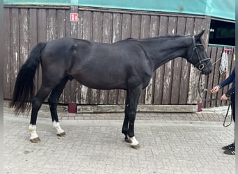 Oldenburger, Ruin, 5 Jaar, 172 cm, Zwart