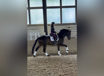 Oldenburger, Ruin, 5 Jaar, 173 cm, Donkerbruin