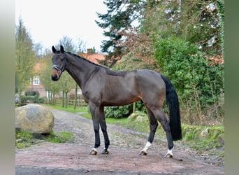Oldenburger, Ruin, 5 Jaar, 173 cm, Donkerbruin