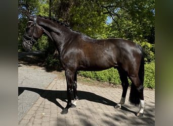 Oldenburger, Ruin, 5 Jaar, 173 cm, Zwart