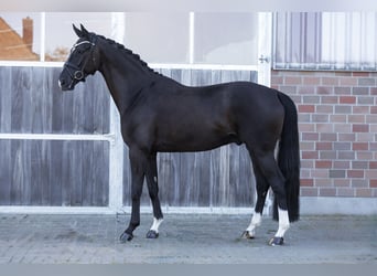 Oldenburger, Ruin, 5 Jaar, 173 cm, Zwart