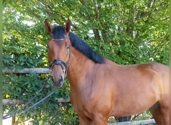 Oldenburger, Ruin, 5 Jaar, 174 cm, Brauner