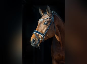 Oldenburger, Ruin, 5 Jaar, 174 cm, Bruin