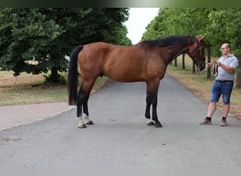 Oldenburger, Ruin, 5 Jaar, 174 cm, Bruin