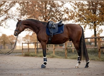 Oldenburger, Ruin, 5 Jaar, 174 cm, Roodbruin