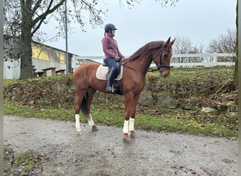 Oldenburger, Ruin, 5 Jaar, 174 cm, Vos