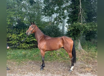 Oldenburger, Ruin, 5 Jaar, 175 cm, Bruin