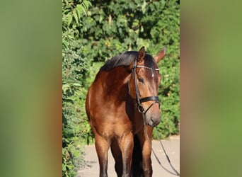 Oldenburger, Ruin, 5 Jaar, 177 cm, Bruin