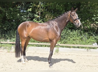 Oldenburger, Ruin, 5 Jaar, 177 cm, Bruin