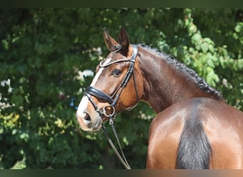 Oldenburger, Ruin, 5 Jaar, 177 cm, Bruin